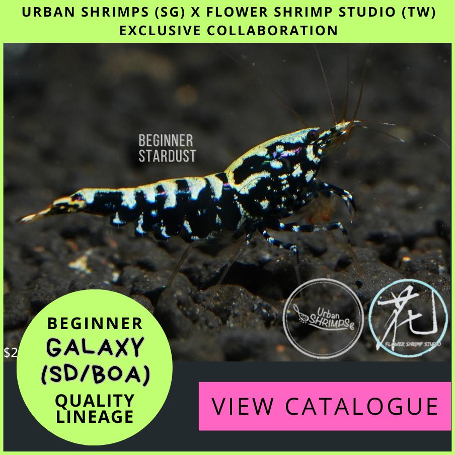 View of Black Galaxy / Stardust / Boa (Beginner) – Urban Shrimps Official e-Store