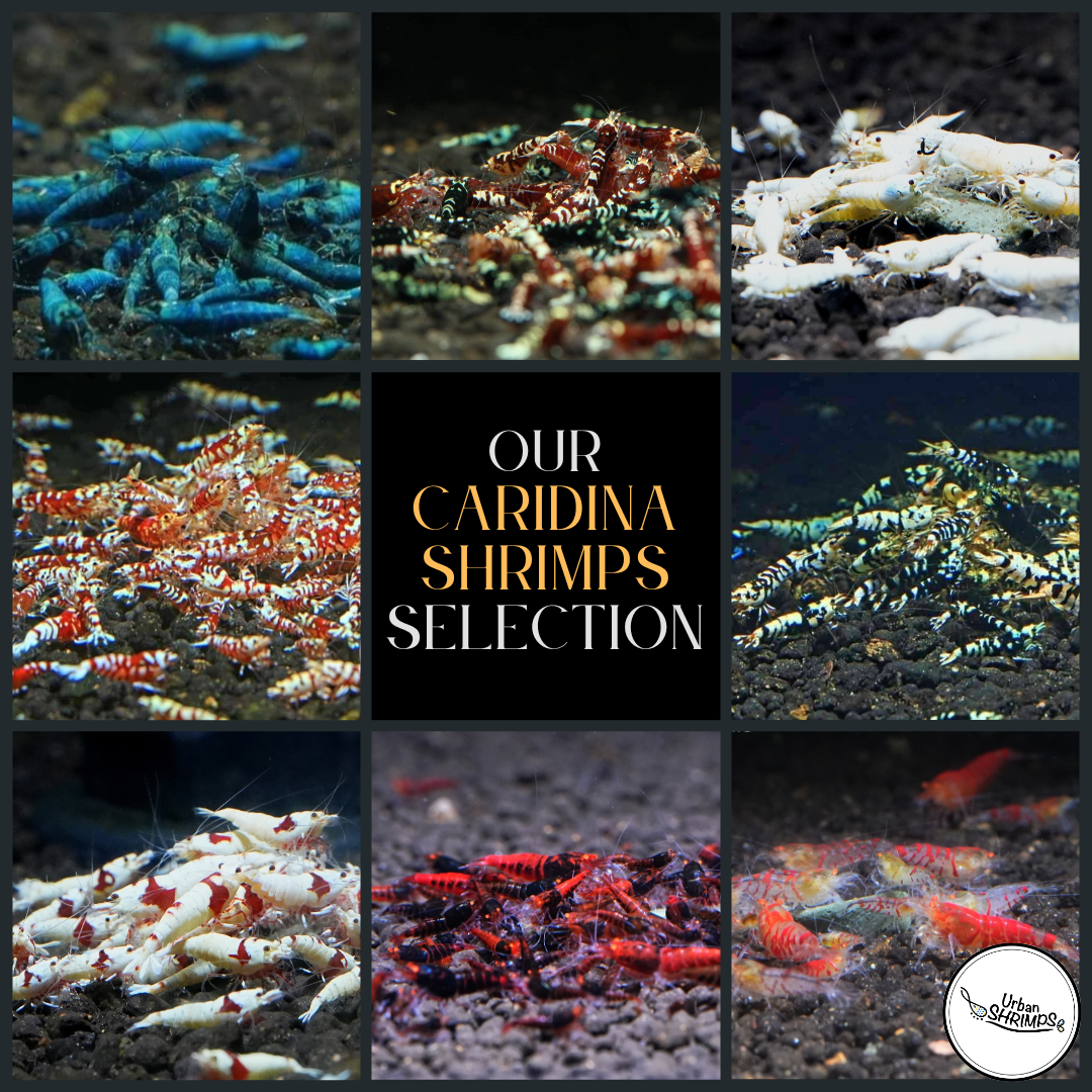 View of Caridina Shrimps – Urban Shrimps Official e-Store