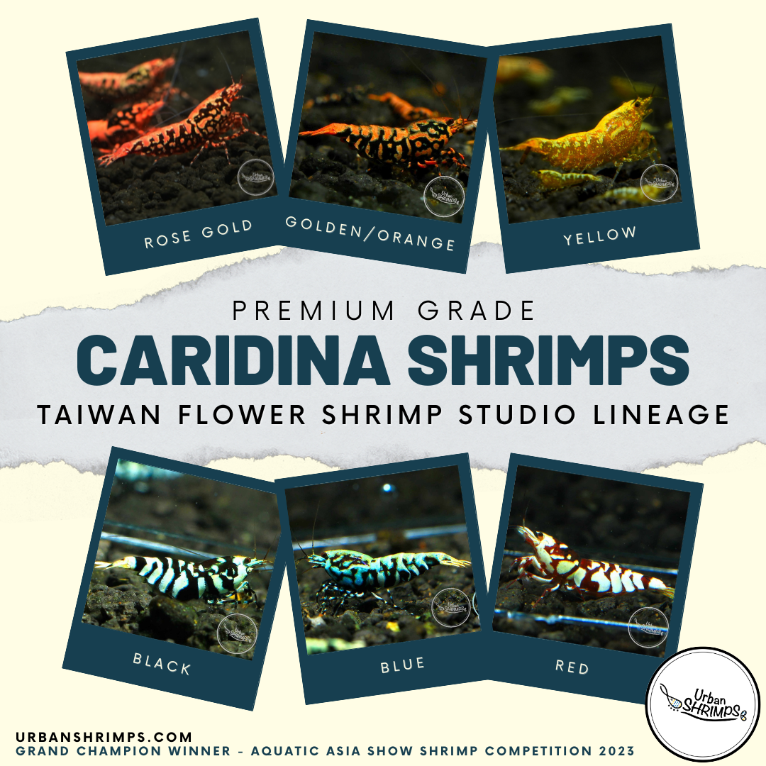 Picture of Premium Collection – Urban Shrimps Official e-Store