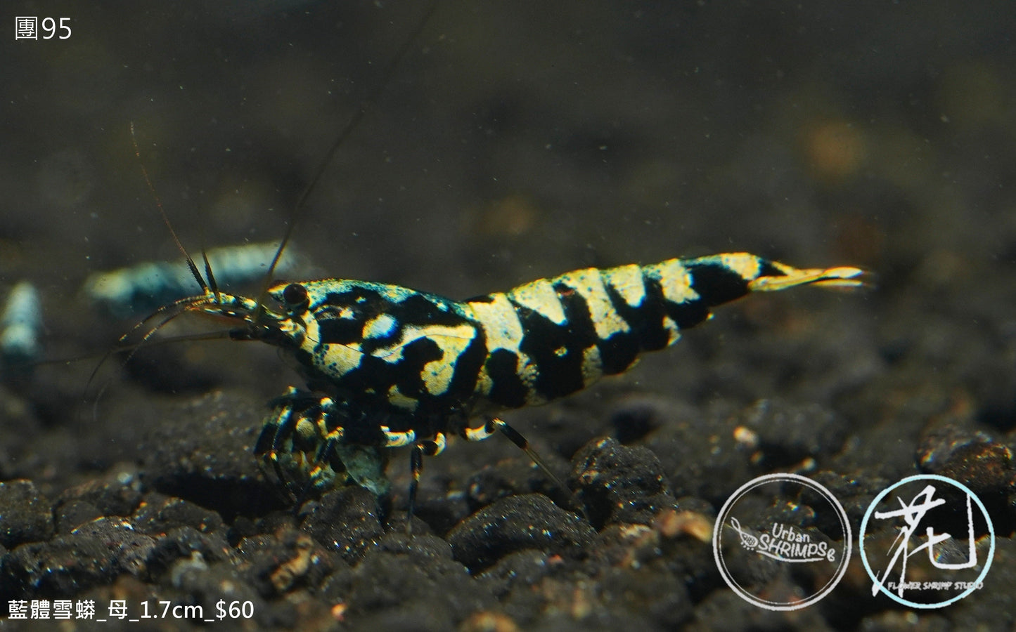 PO-95 Blue-based Stardust Boa (Female)