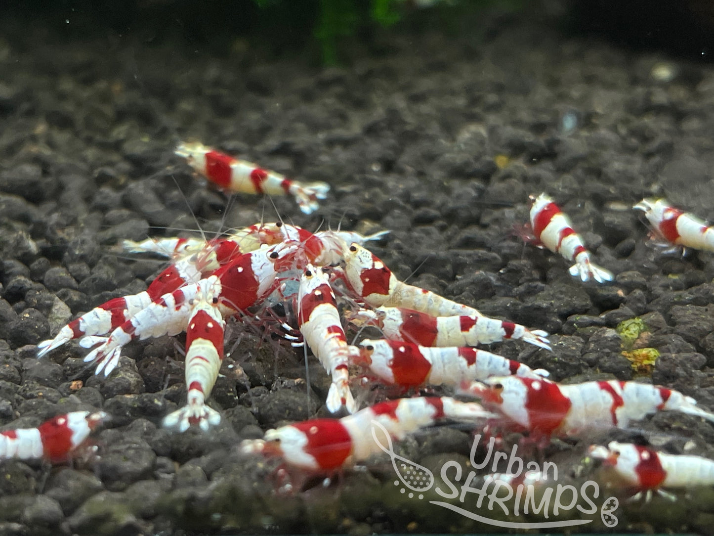 Crystal Red Shrimp (CRS)