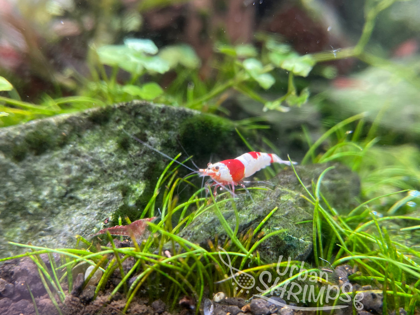 Crystal Red Shrimp (CRS)