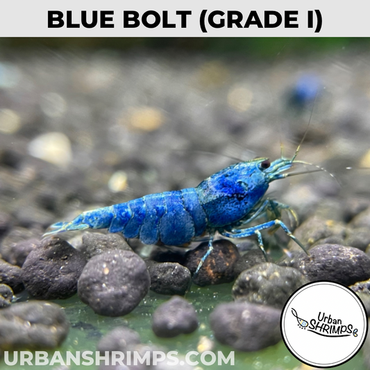 Blue Bolt (Grade I)