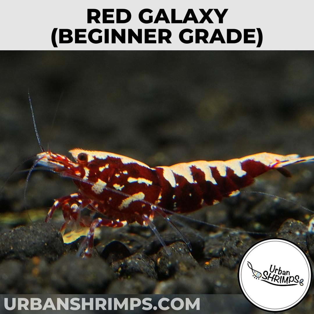 Red Galaxy (Beginner Grade)