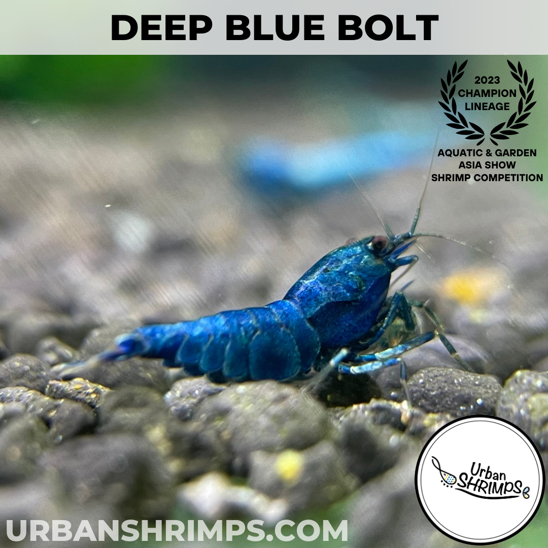 Deep Blue Bolt