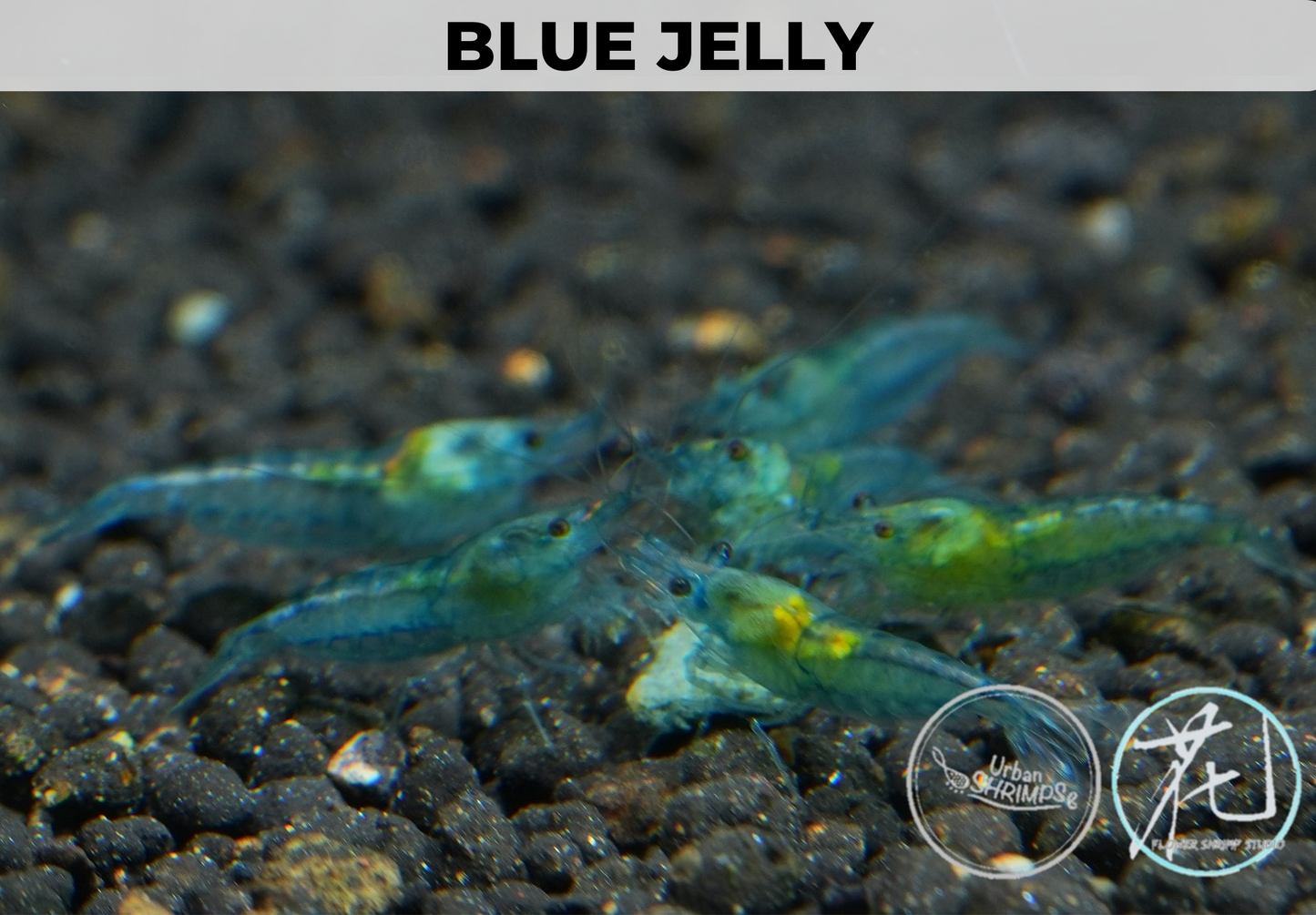 Blue Jelly