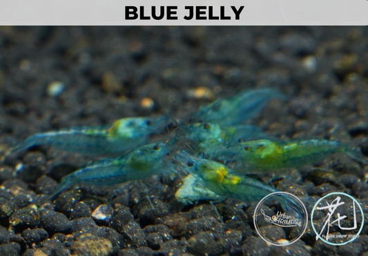 Blue Jelly