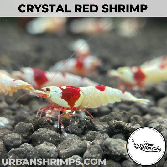 Crystal Red Shrimp (CRS)