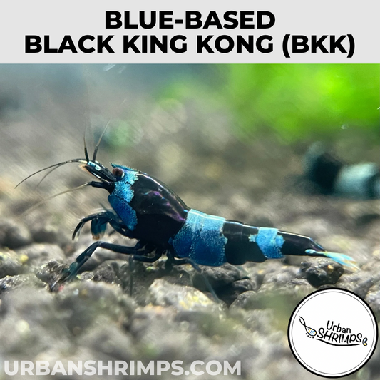 Blue-based Black King Kong (BKK)