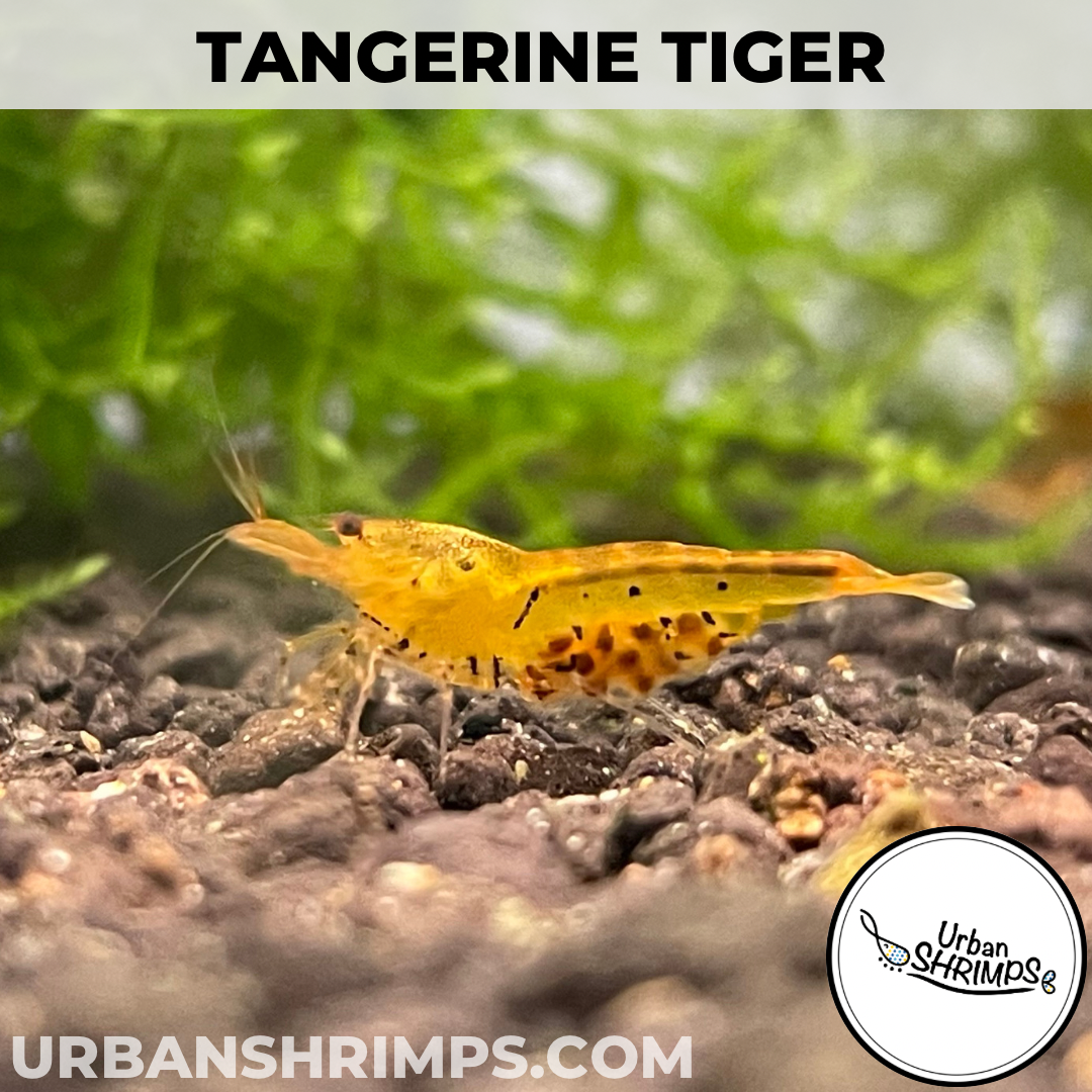 Tangerine Tiger