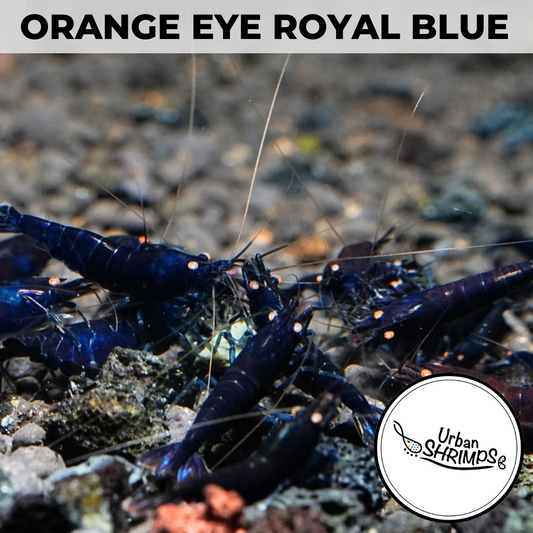 OERB Orange Eye Royal Blue