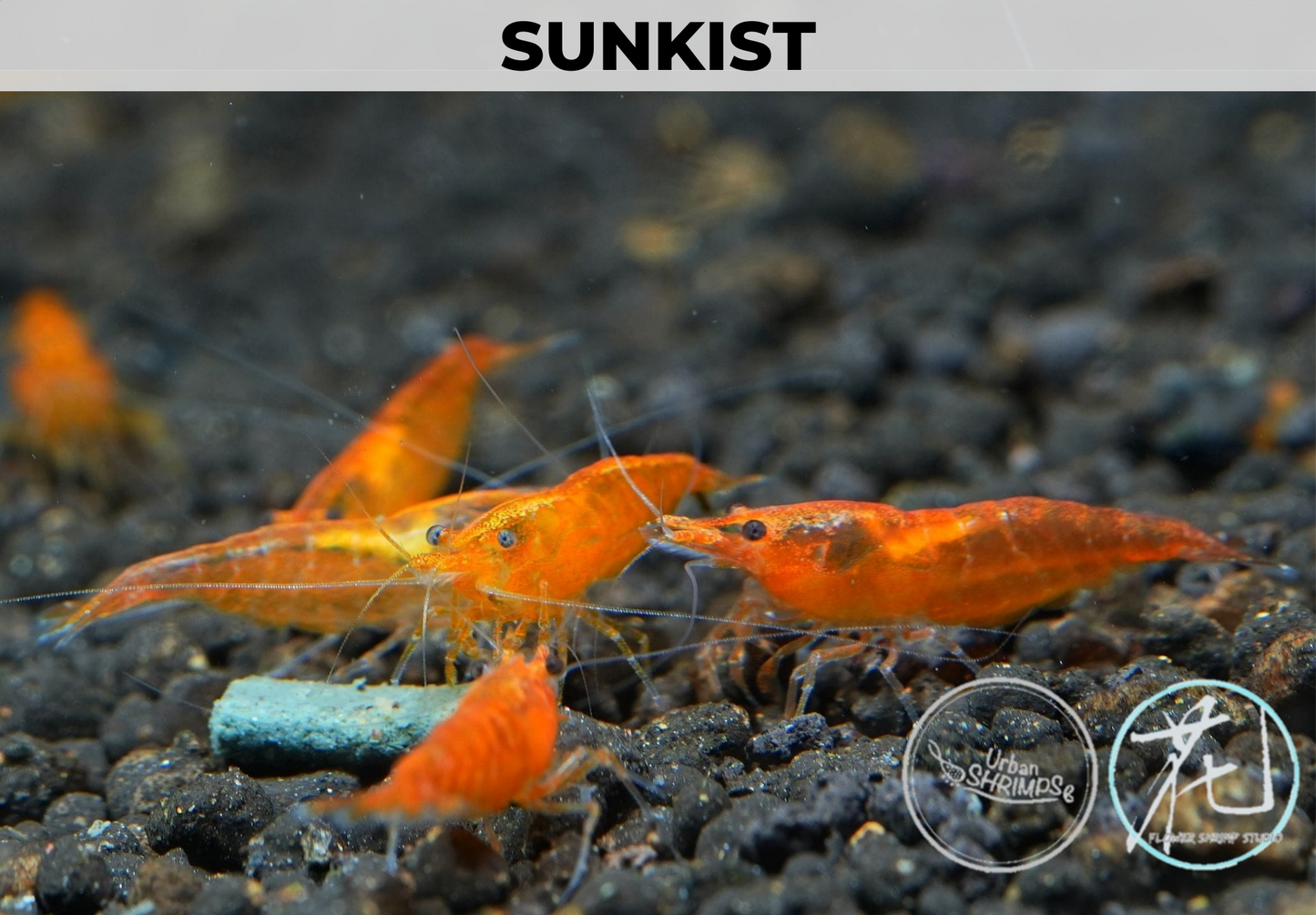 Sunkist