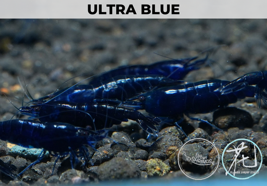 Ultra Blue