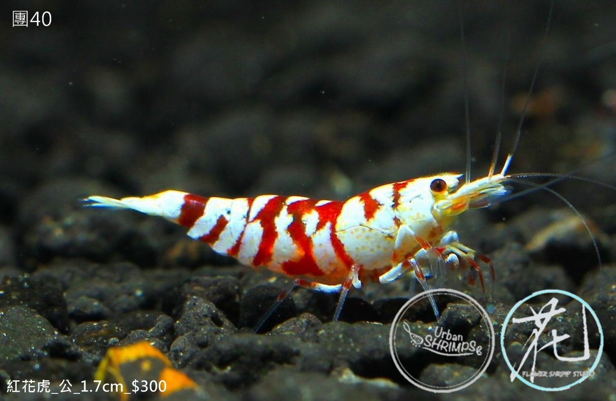 PO-40 Red Fancy Tiger (Male)