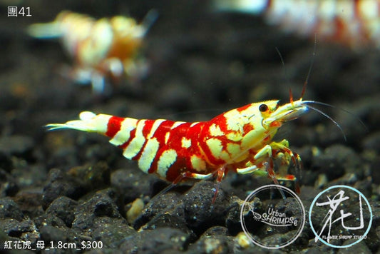 PO-41 Red Fancy Tiger (Female)