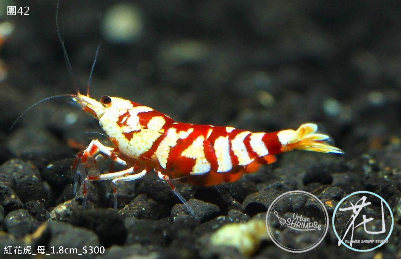 PO-42 Red Fancy Tiger (Female)