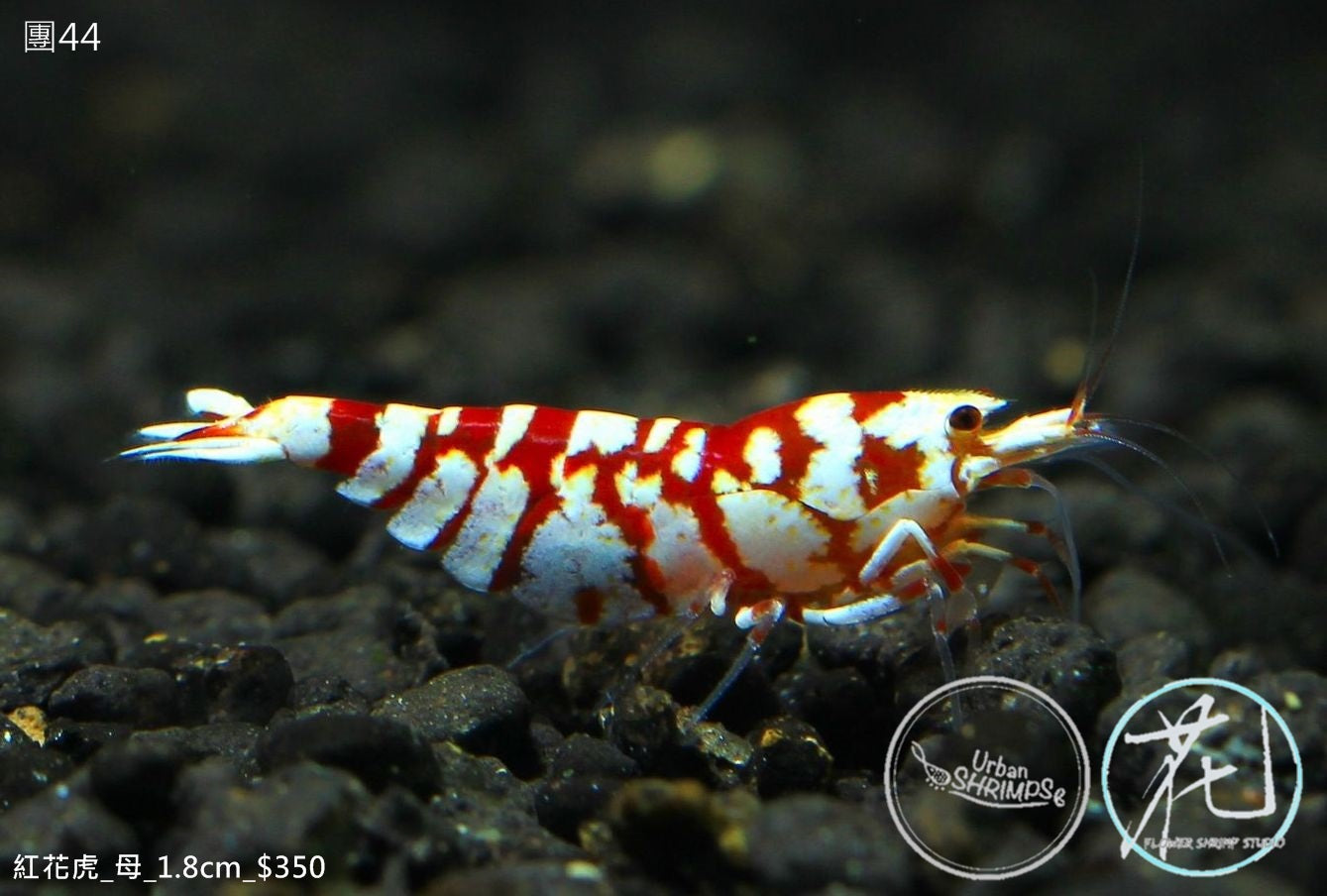 PO-44 Red Fancy Tiger (Female)