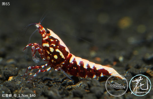 PO-65 Red Stardust Boa (Female)