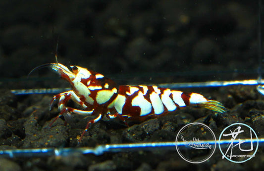 Premium-15 Red Fancy Tiger (Female)